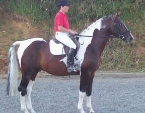 Coloured Dressage Stallion - Cutsdean of Centyfield